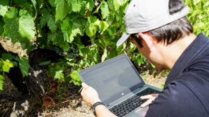 INL researchers developed an autonomous monitoring system for grape ripening