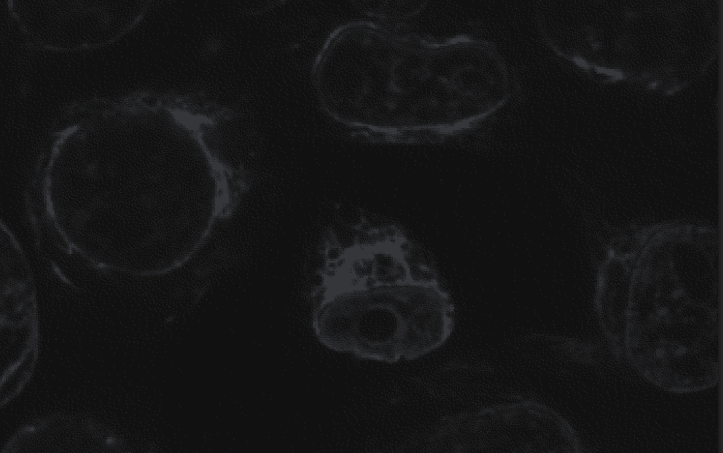 INL Slide